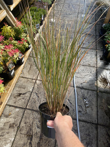 Stipa Pheasants Tail