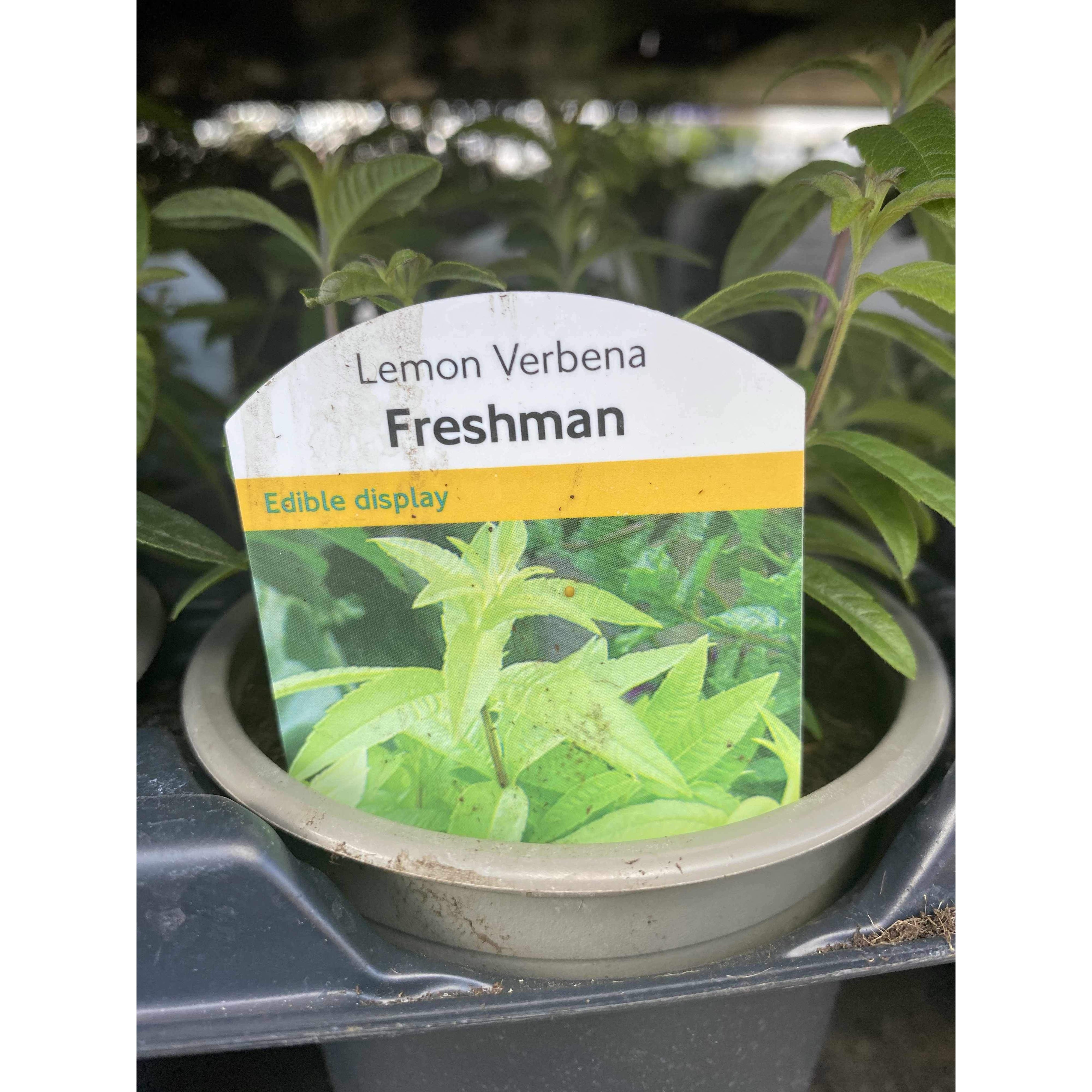 Lemon Verbena