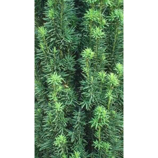 Irish Yew