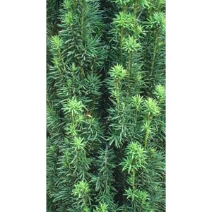 Irish Yew