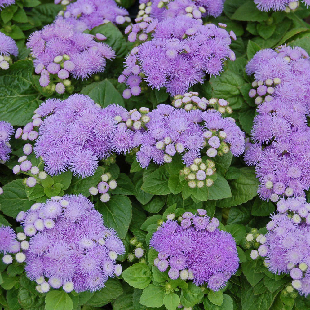 Ageratum Blue