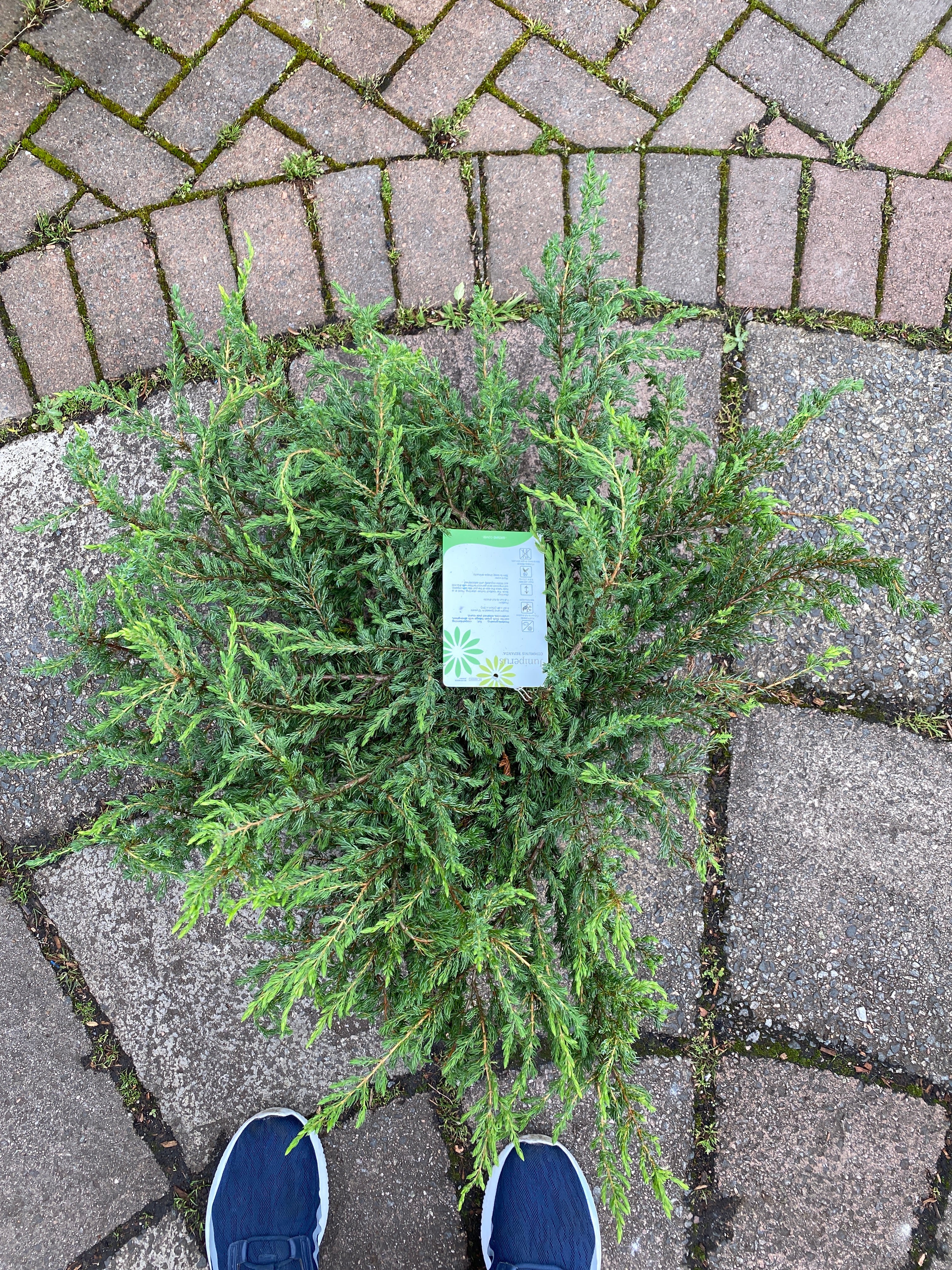 Juniper Repanda