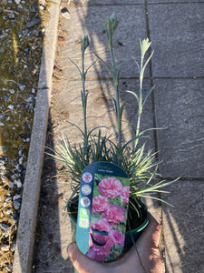 Dianthus Letitia Wyatt