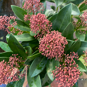 Skimmia Rubella