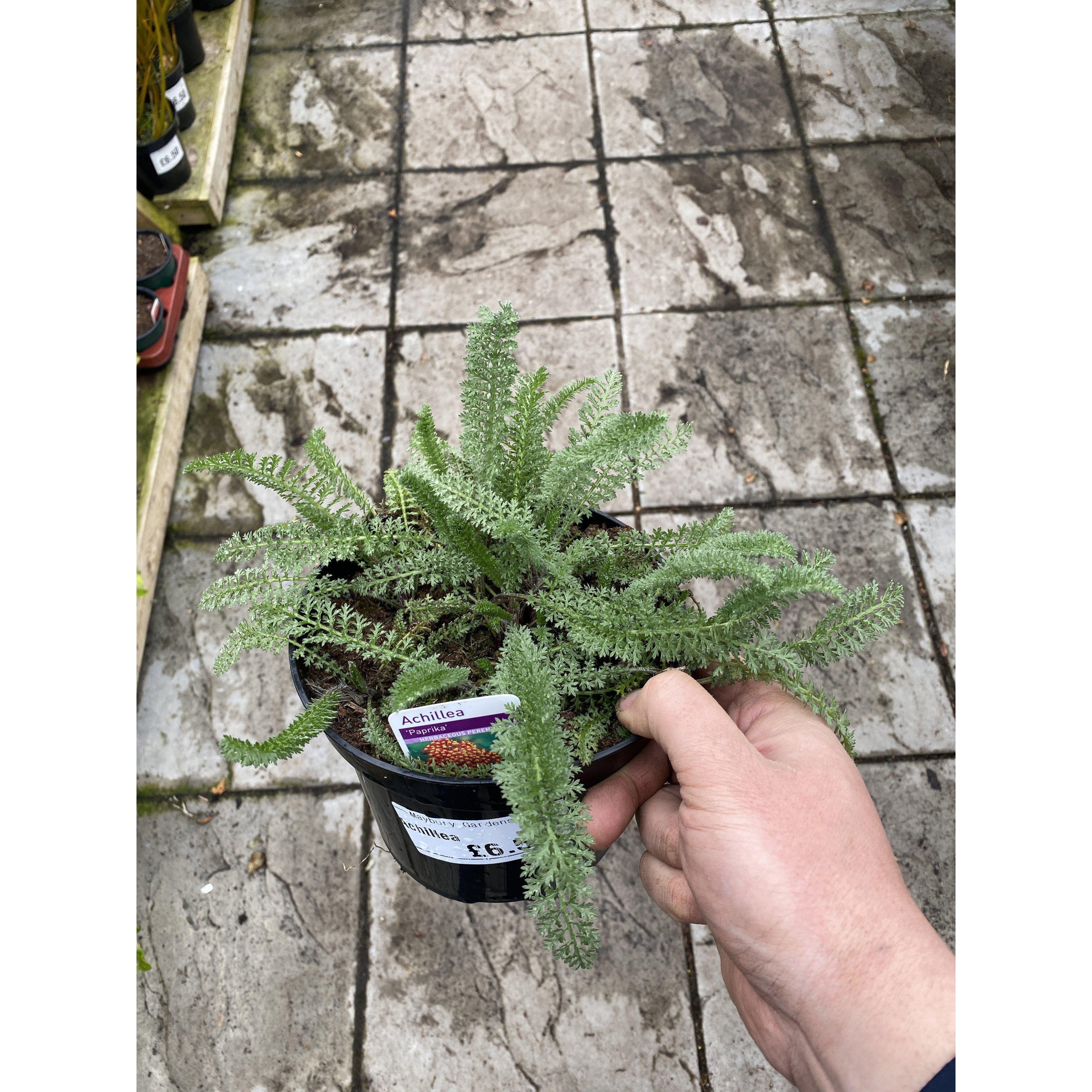 Achillea Paprika