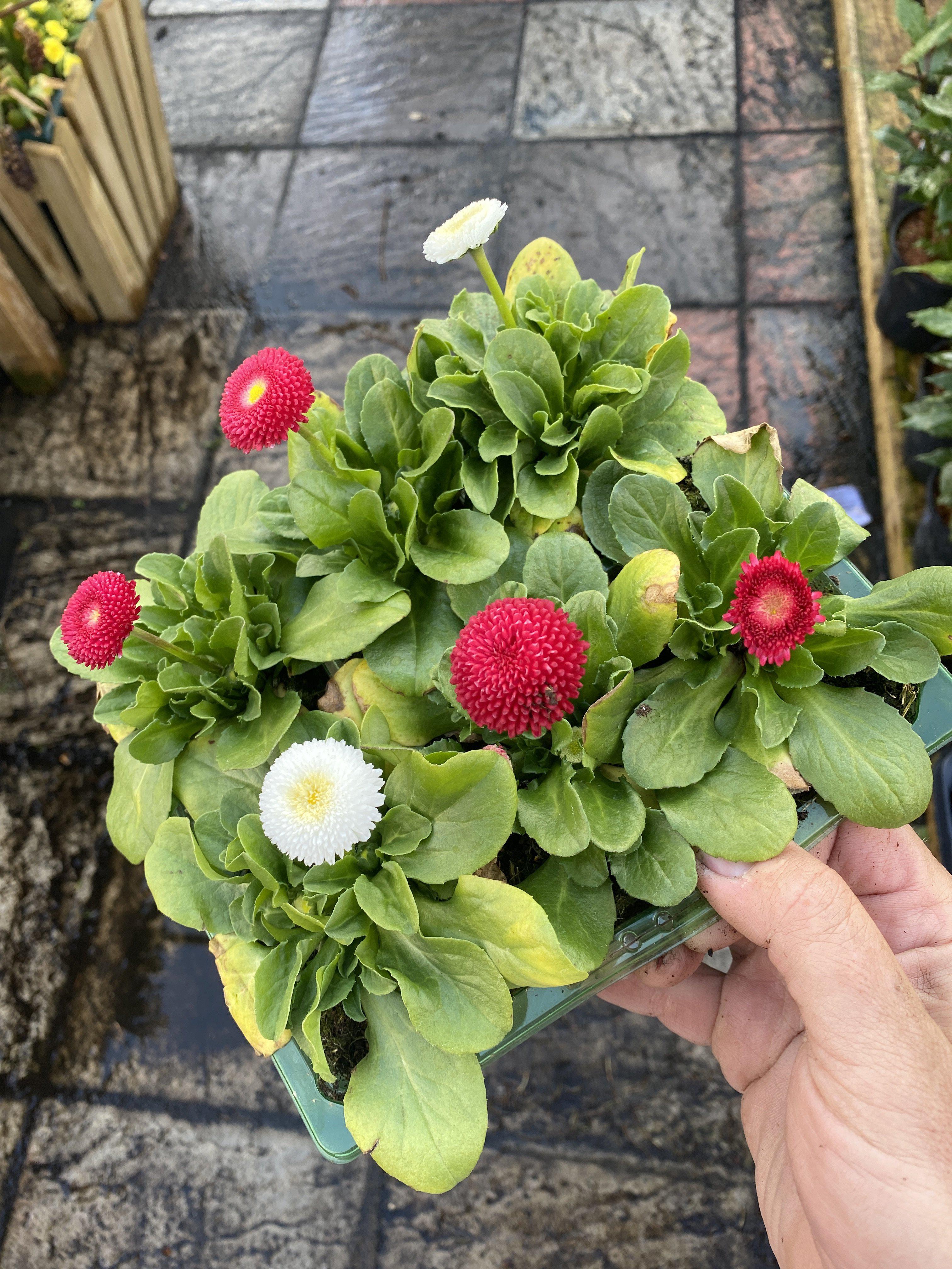 Bellis