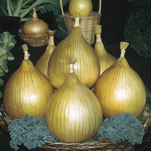 Onion Unwins Exhibition