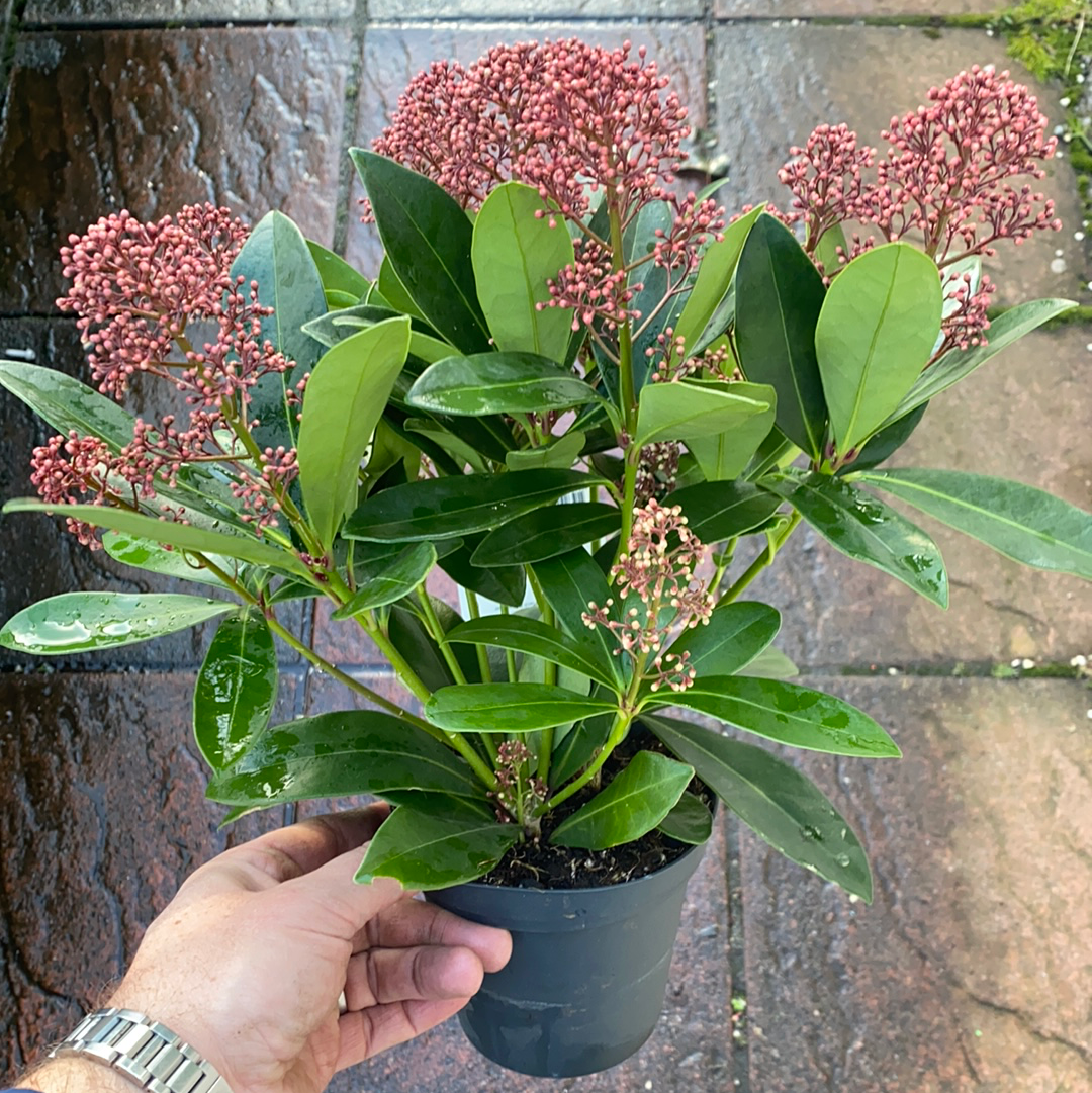 Skimmia Rubella