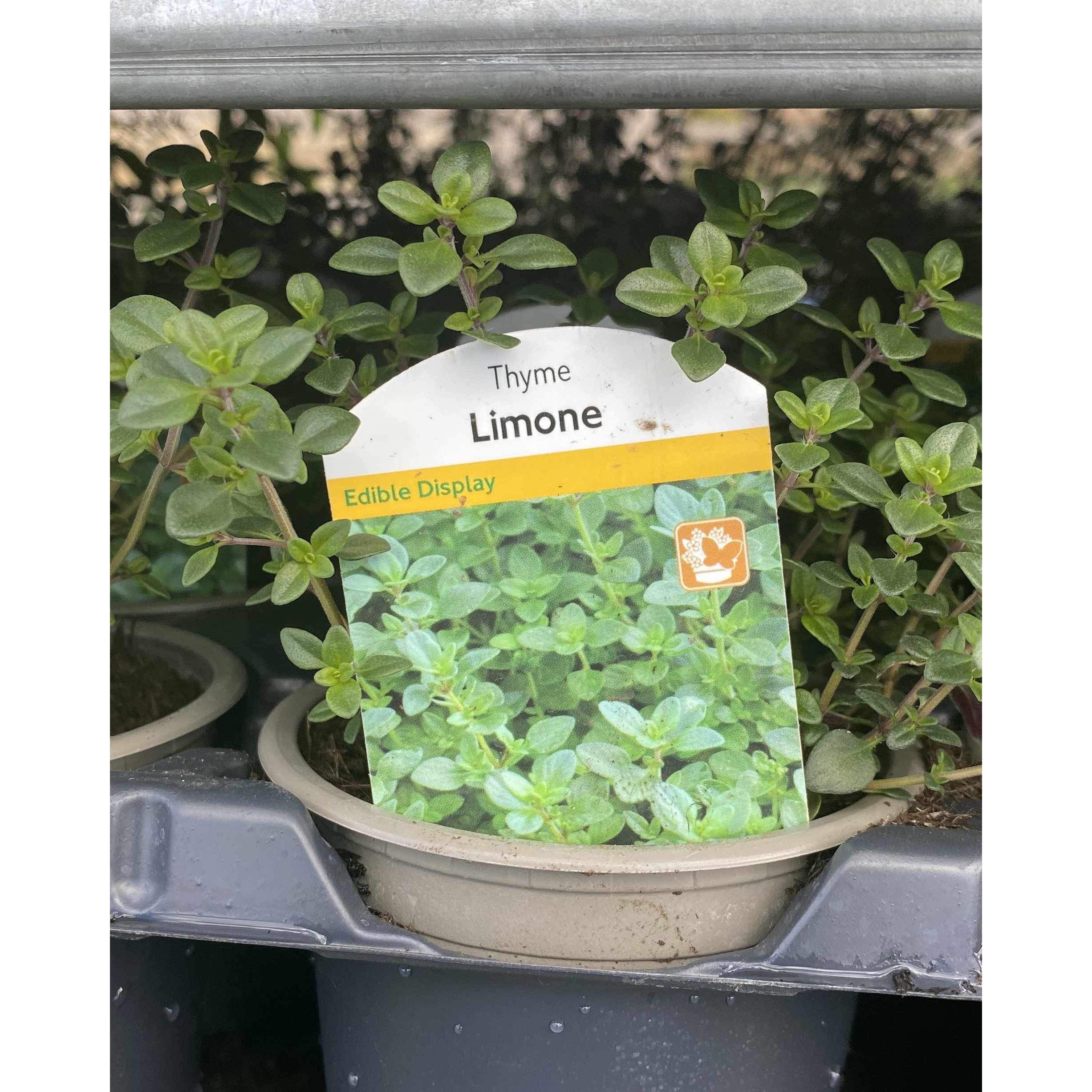 Lemon Thyme