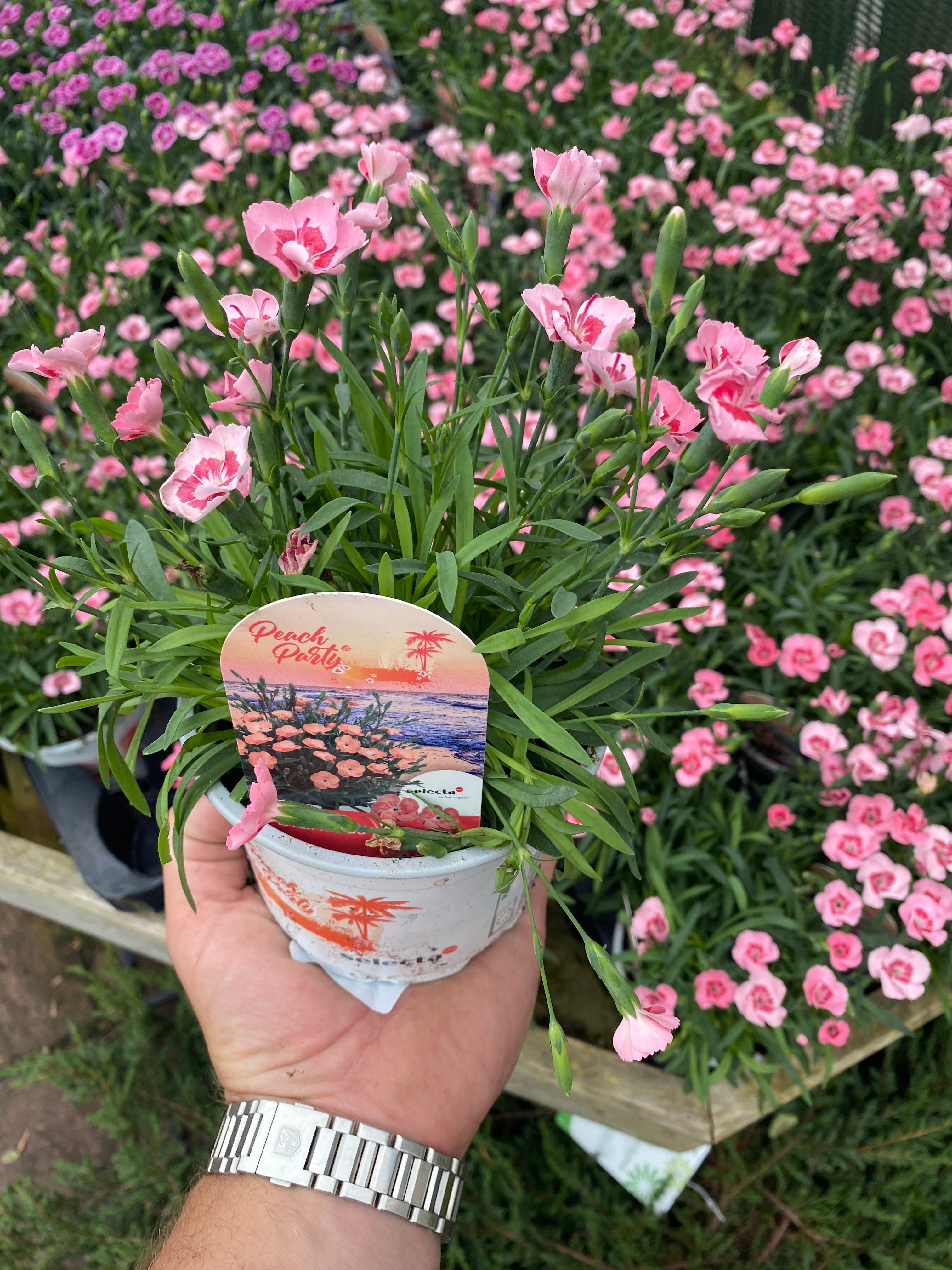 Dianthus Peach Party