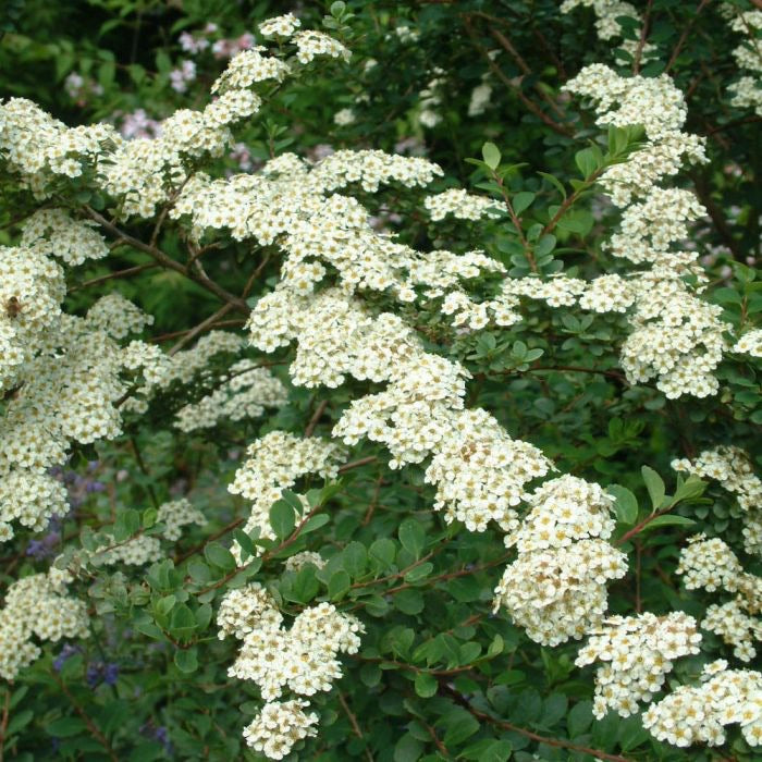 Spiraea Snowmound