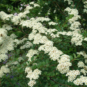 Spiraea Snowmound