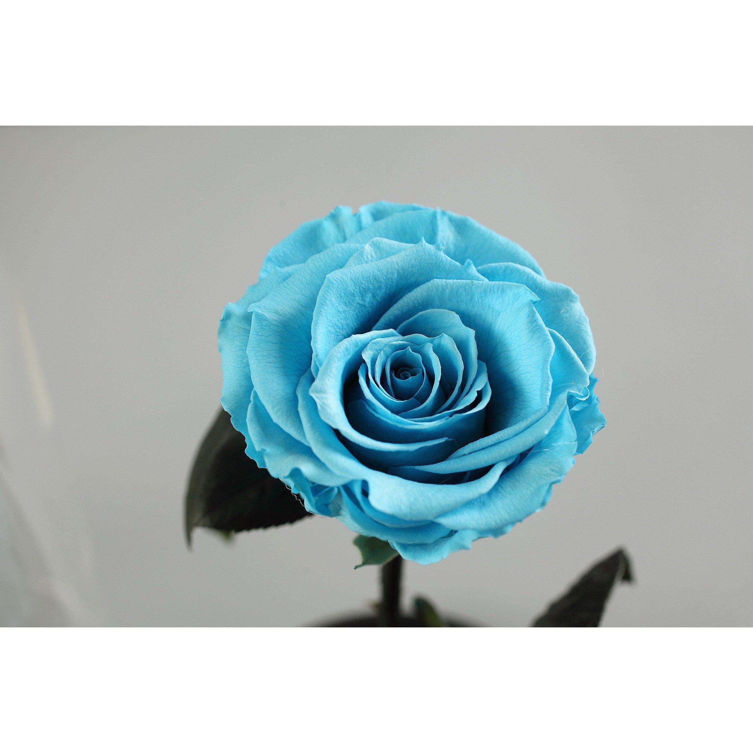 The Belle - Turquoise