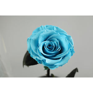 The Belle - Turquoise
