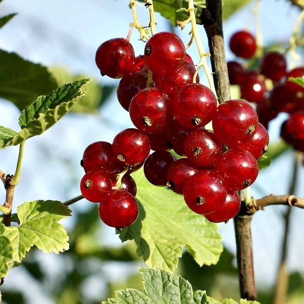 Redcurrant Rosetta