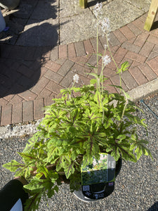 Tiarella Emerald Elle