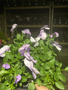 Viola Light Purple