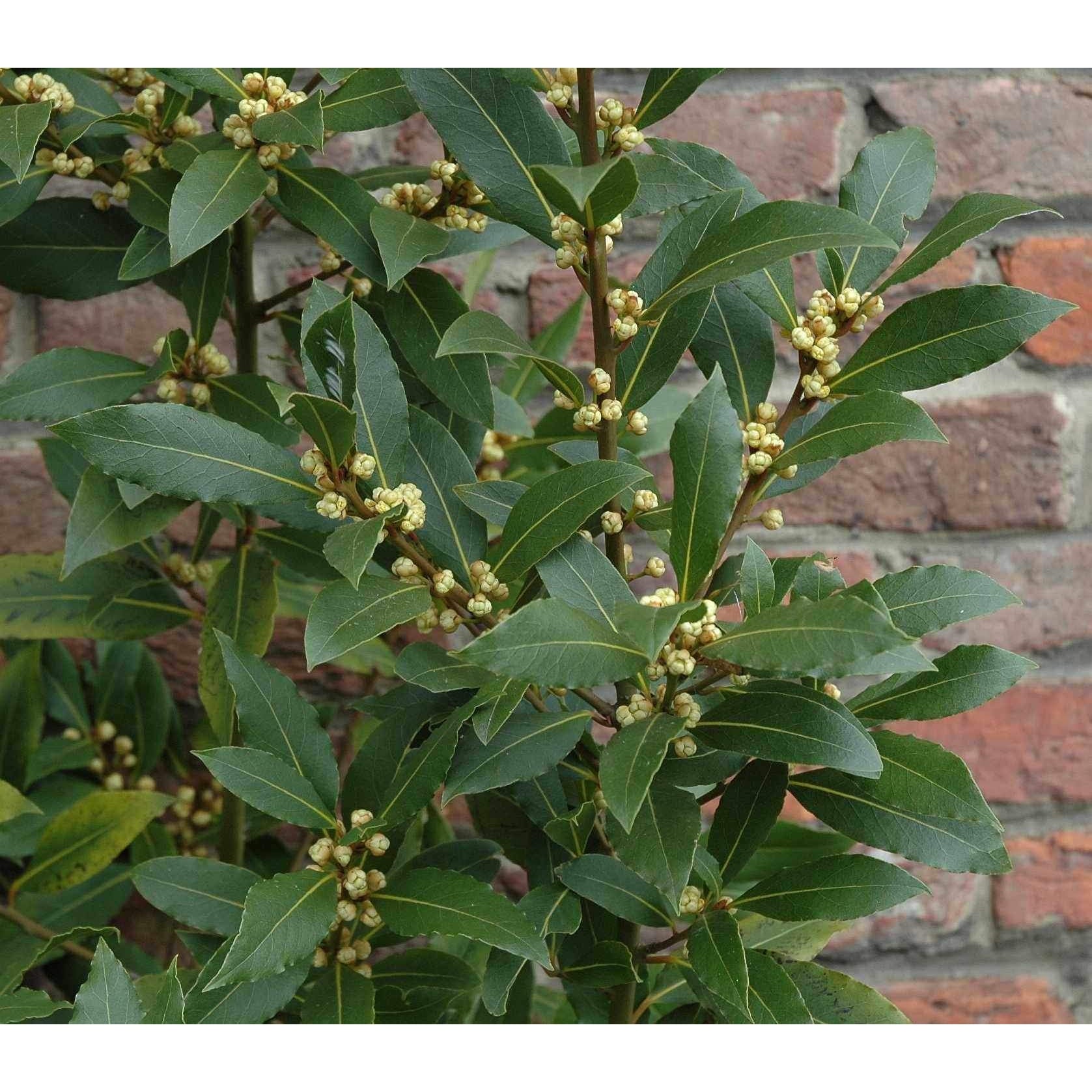 Bay (Laurus Nobilis)