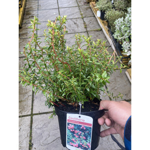 Gaultheria Pink