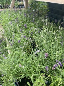 Lavender Hidcote