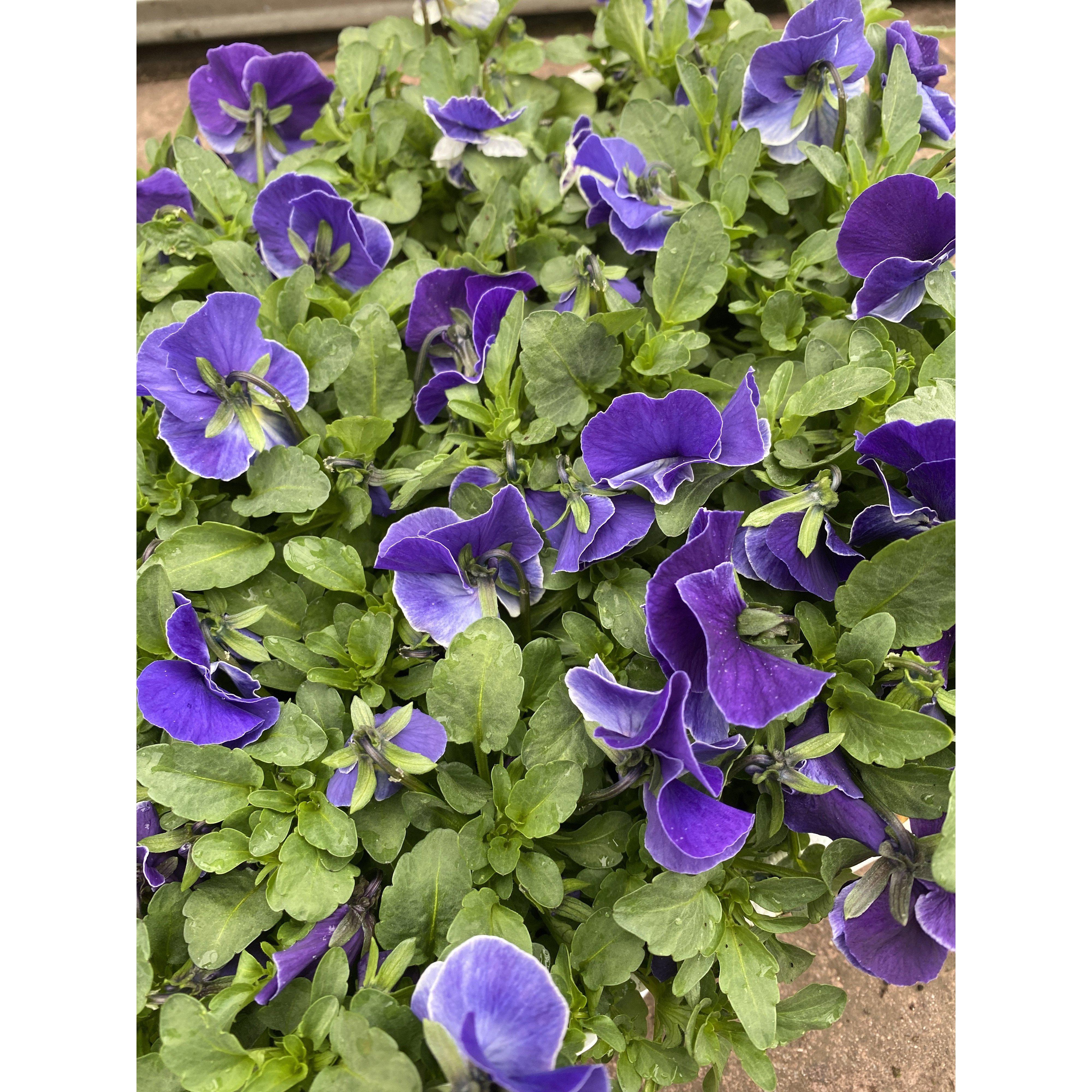 Viola Deft Blue