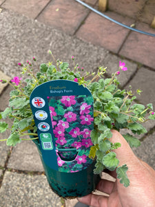 Erodium Bishops Form