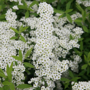 Spiraea Bridal Wreath