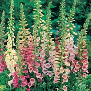 Foxglove Excelsior
