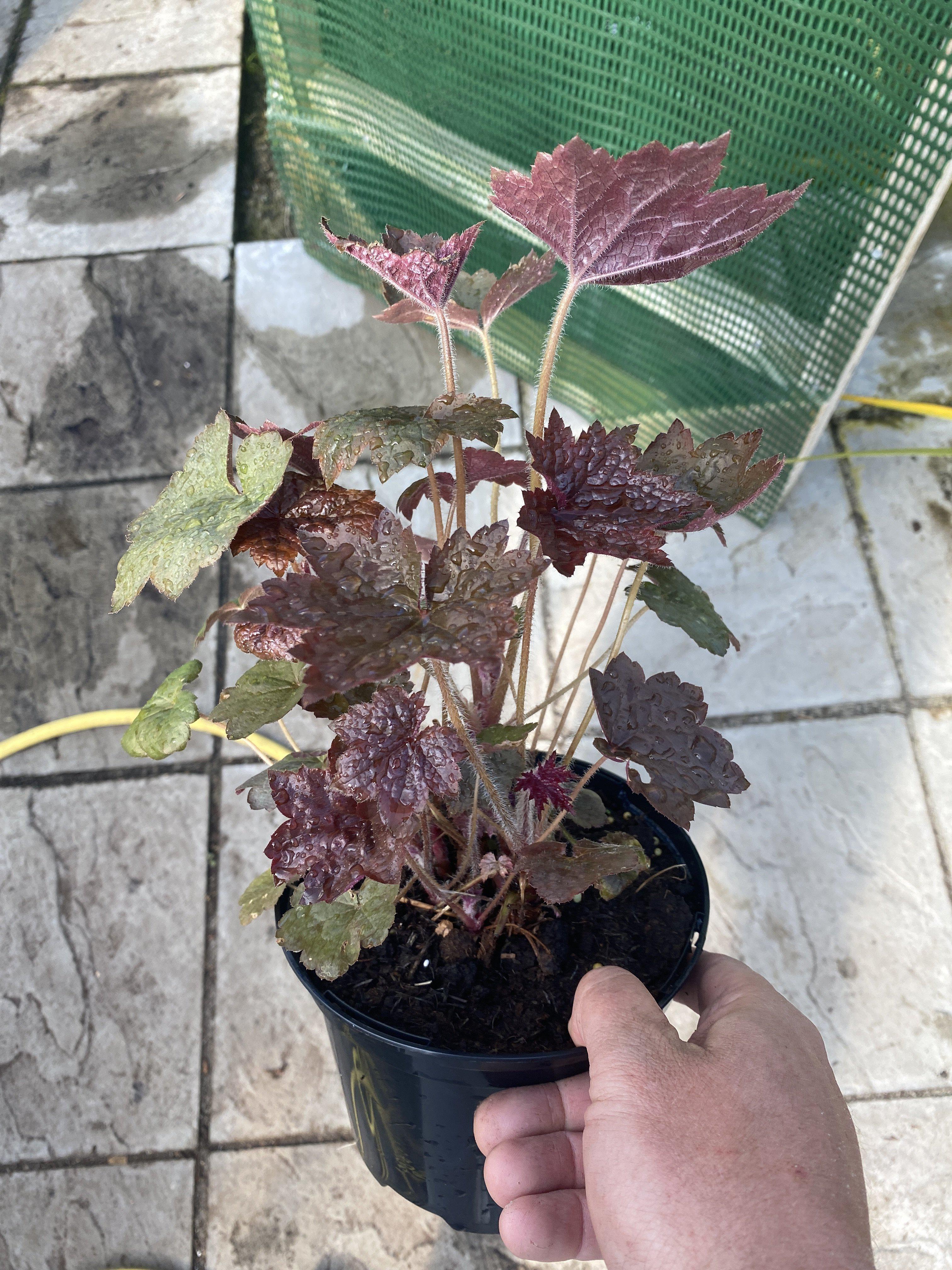 Heuchera Palace Purple