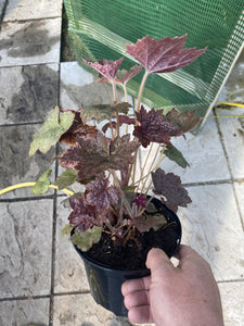 Heuchera Palace Purple