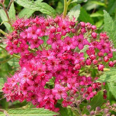 Spiraea Neon Flash
