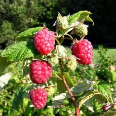 Raspberry Autumn Bliss