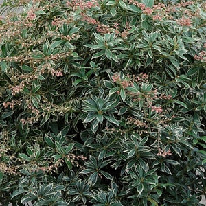 Pieris Little Heath