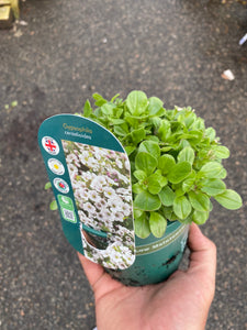 Gypsophlia Cerastiodes