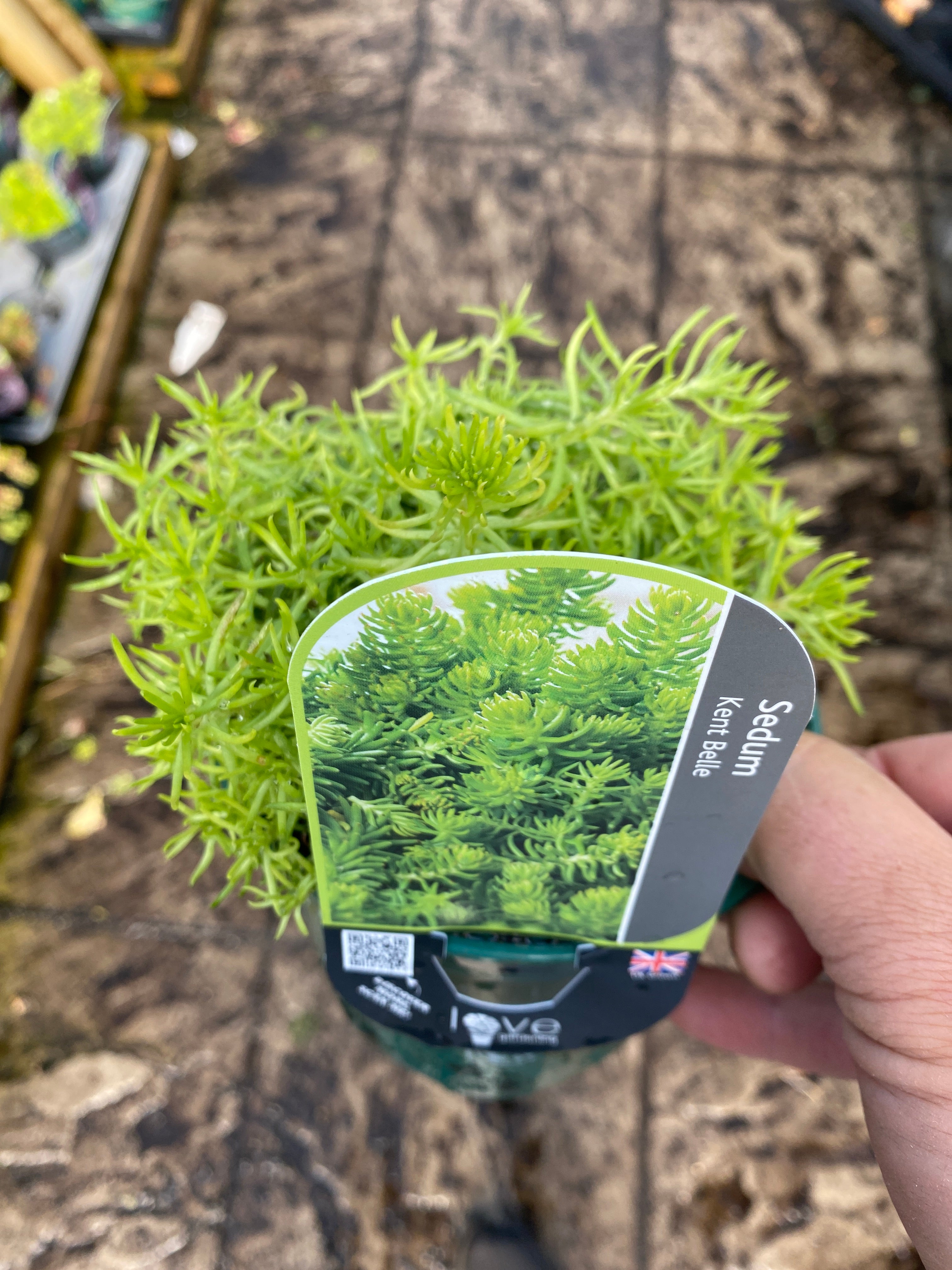 Sedum Kent Belle