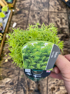 Sedum Kent Belle