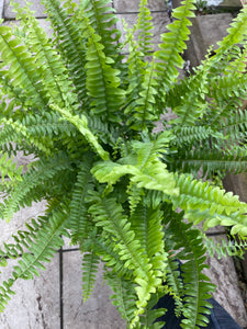 Boston Fern