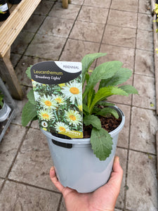 Leucanthemum Broadway Lights