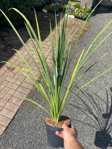 Cordyline Australis