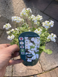 Arabis Little Treasure White