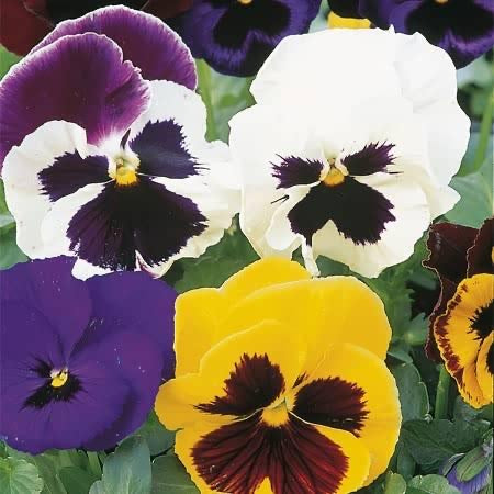 Pansy Bright and Beautiful