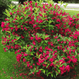 Weigela Red Prince