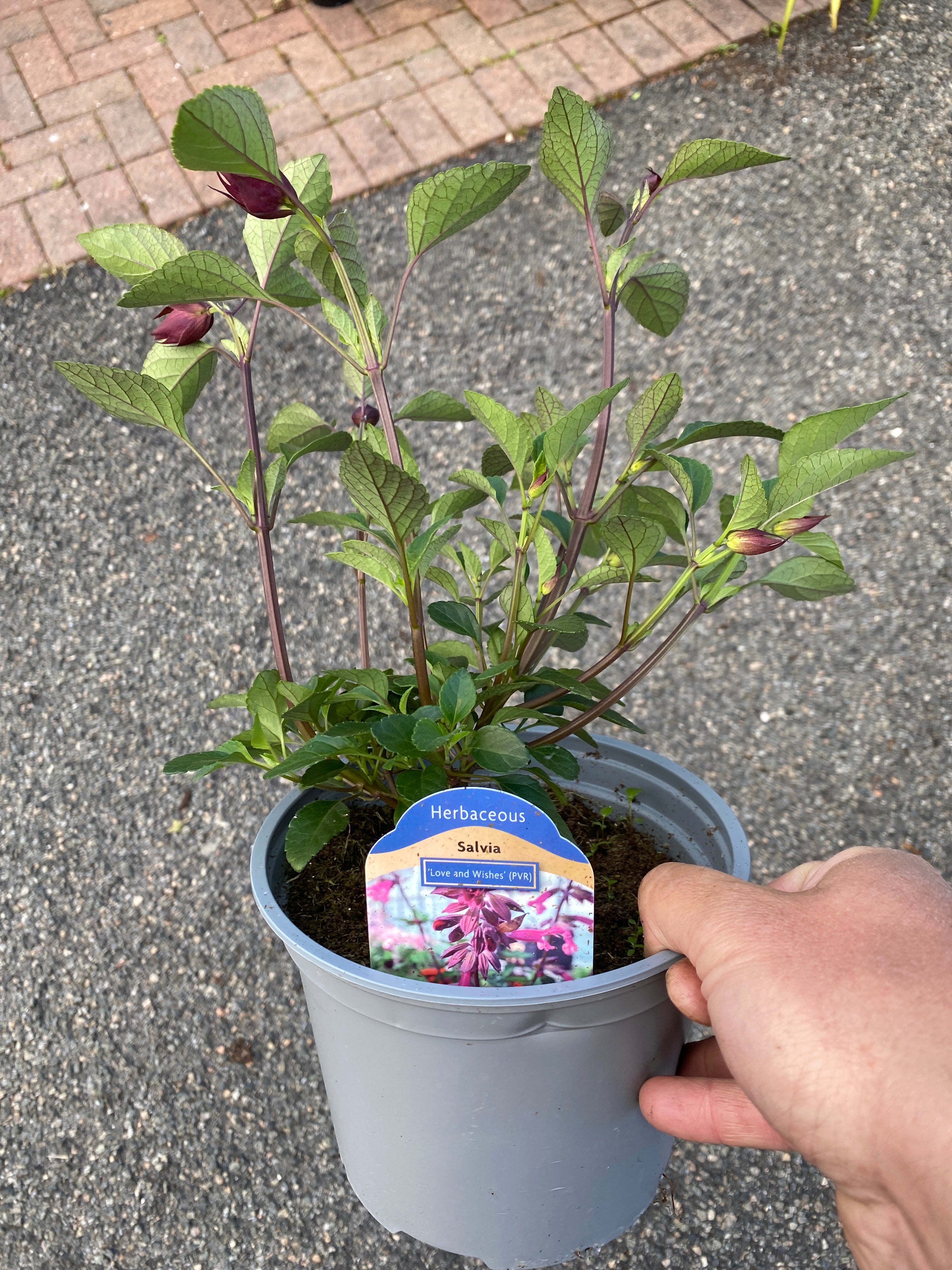 Salvia Love and Wishes