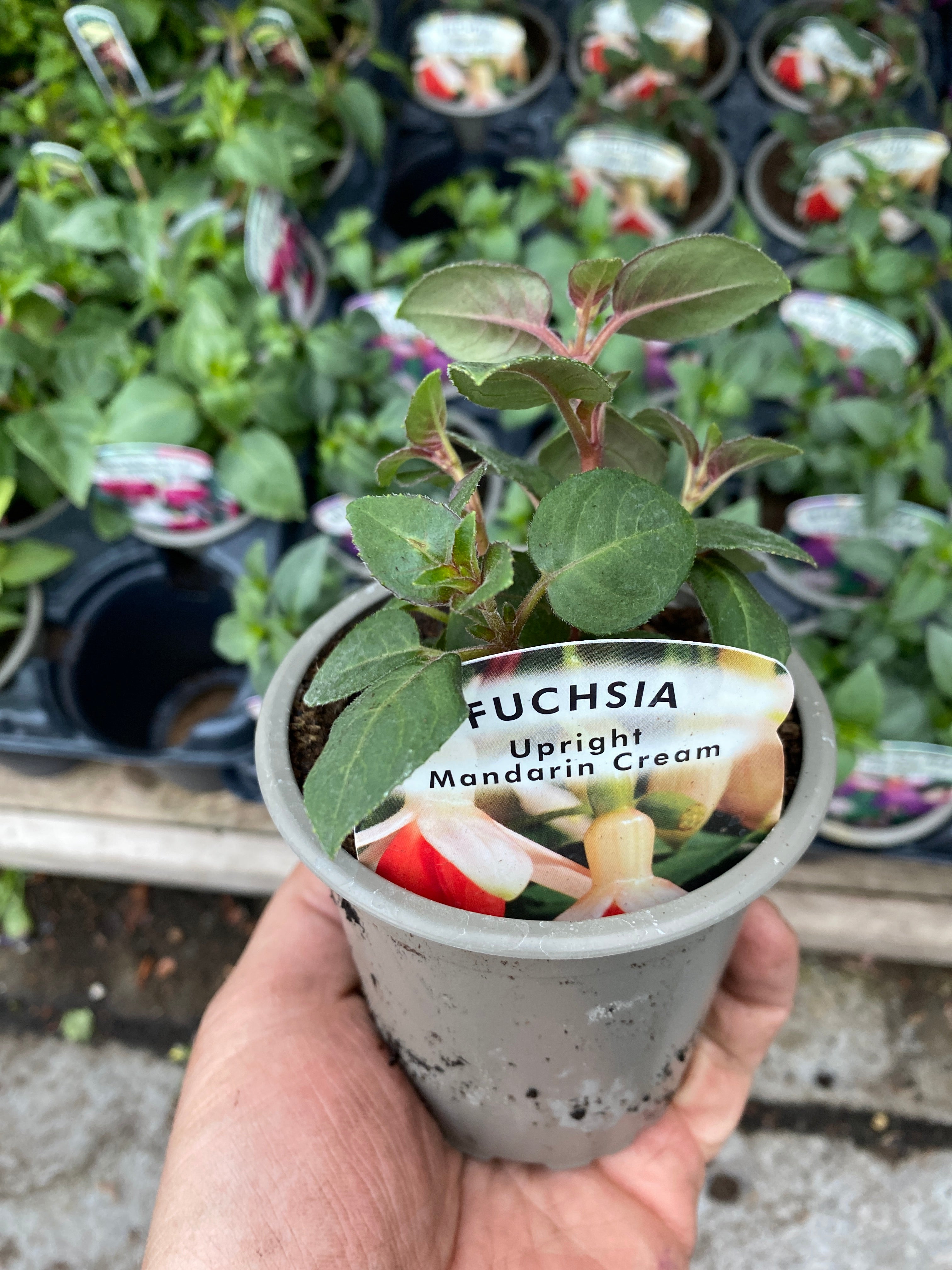 Fuchsia Mandarin Cream