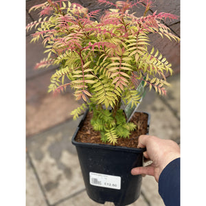 Sorbaria Sem