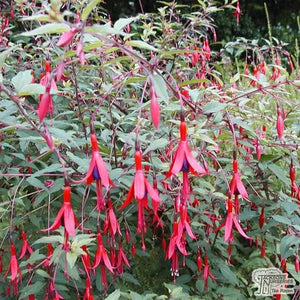 Fuchsia Riccartonii