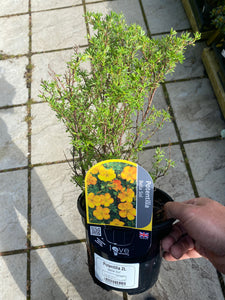 Potentilla Bella Sol