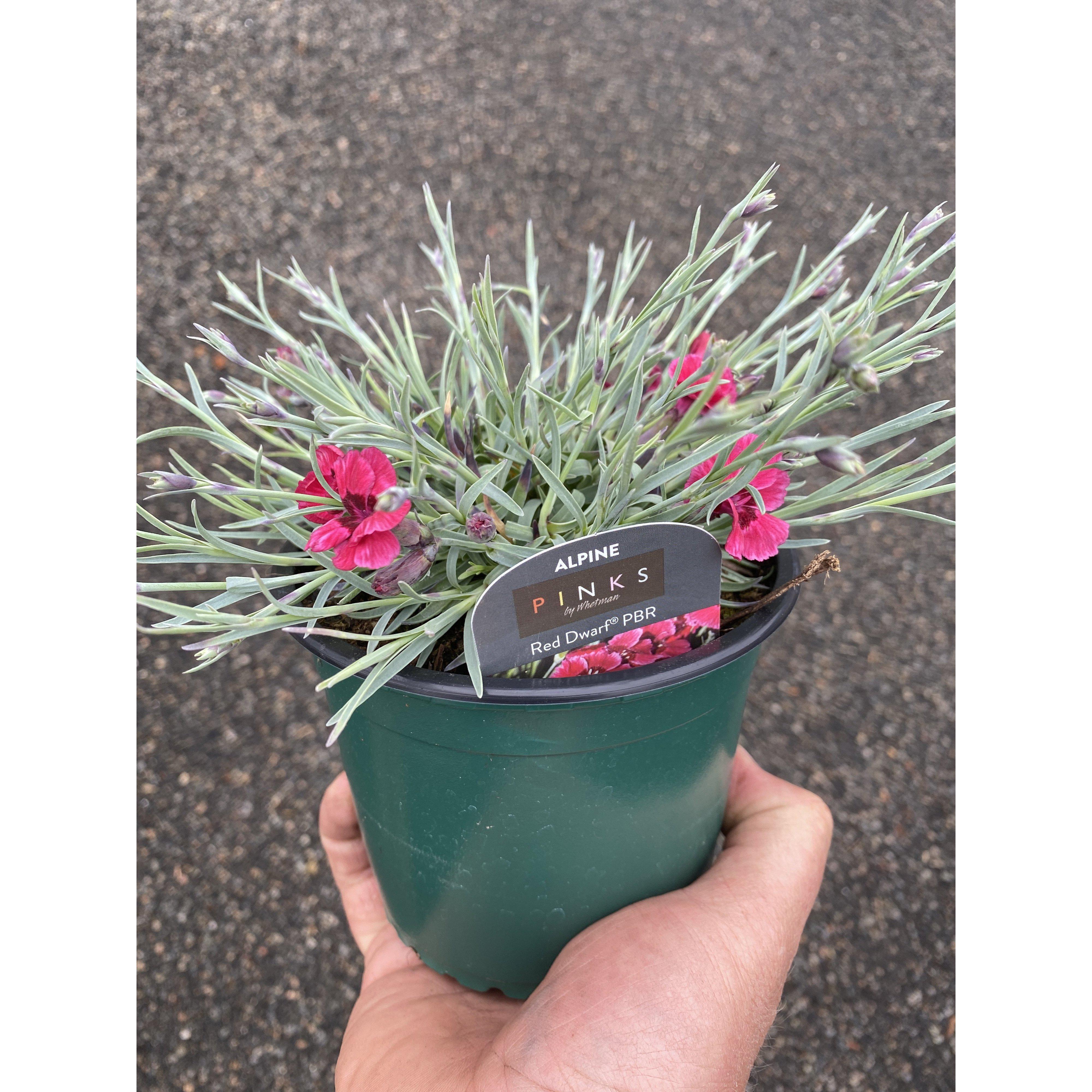 Dianthus Red Dwarf Bespoke Blooms By Maybury dianthus-red-dwarf-bespoke-blooms-by-maybury