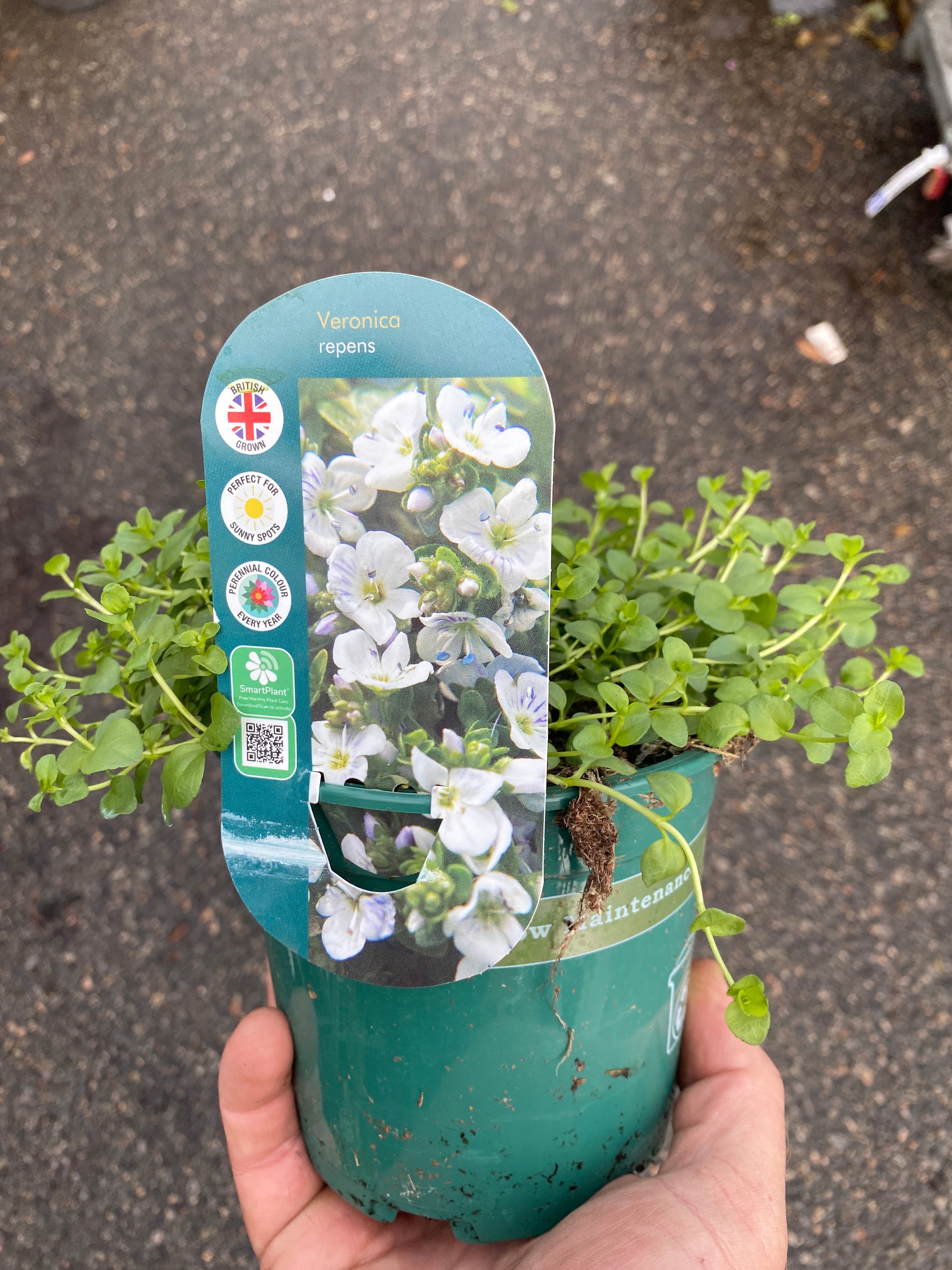 Veronica Repens