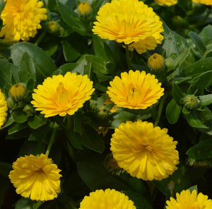 Calendula Power Daisy